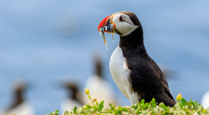 Wildlife watching in the UK: puffins on Lundy Island